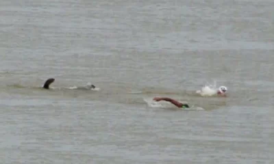 Ariranhas nadando atrás de competidores de maratona - MetrópolesDiário Corumbaense