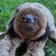 A espécie (Bradypus torquatus) agora é chamada de preguiça-de-coleira-do-nordeste / Foto: Divulgação Instituto Tamanduá