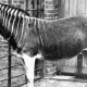 Meio Zebra Meio Cavalo, conheça o Quagga, animal que foi extinto há quase 160 anos pela caça
