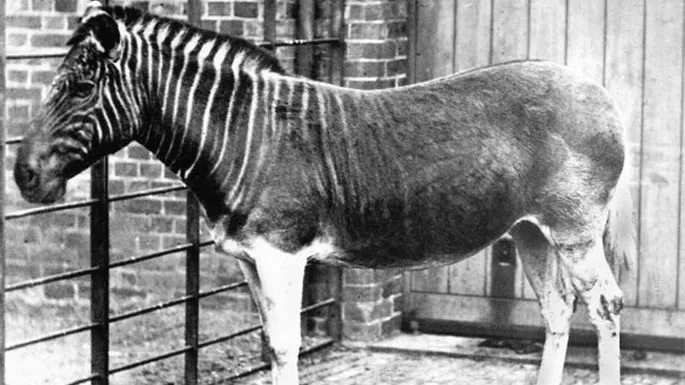 Meio Zebra Meio Cavalo, conheça o Quagga, animal que foi extinto há quase 160 anos pela caça
