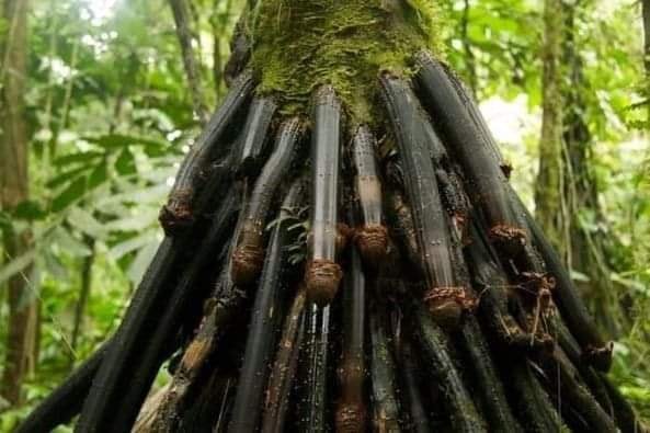 Conheça a curiosa palmeira Huacrapona que tem forma de um pênis