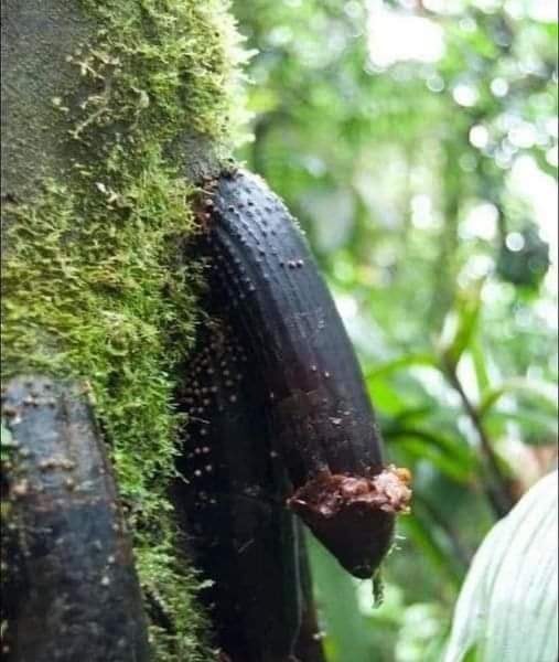 Conheça a curiosa palmeira Huacrapona que tem forma de um pênis