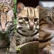 Jaguatirica, gato-do-mato e gato bengal. Ou não? Descubra na matéria. — Foto: Arte TG / Prefeitura de Petrópolis / TV Integração