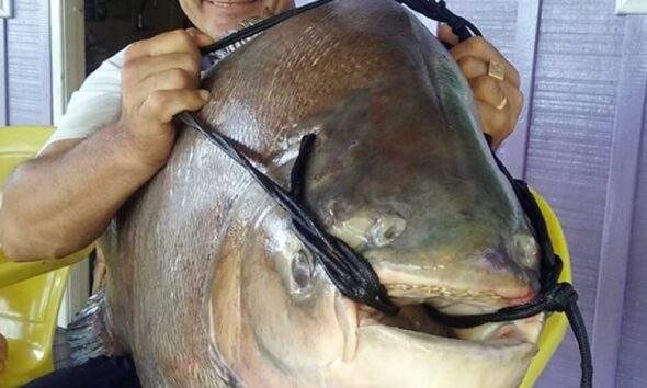 Confira os 5 maiores tambaquis já pescados no Brasil!