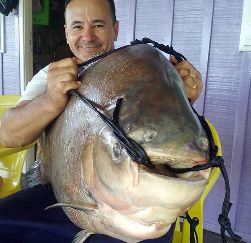 Confira os 5 maiores tambaquis já pescados no Brasil!
