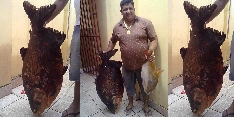 Tambaqui de 45 kg pescado no Rio Purus – Pauini -AM
