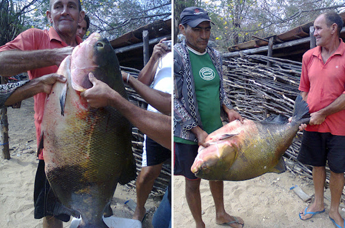 Tambaqui de 40 kg no Açude Boqueirão – Paraíba