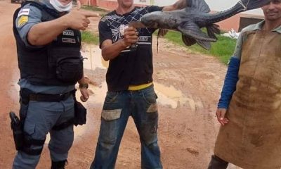 Bodó gigante de quase 1 metro capturado em Iranduba / Foto : Divulgação