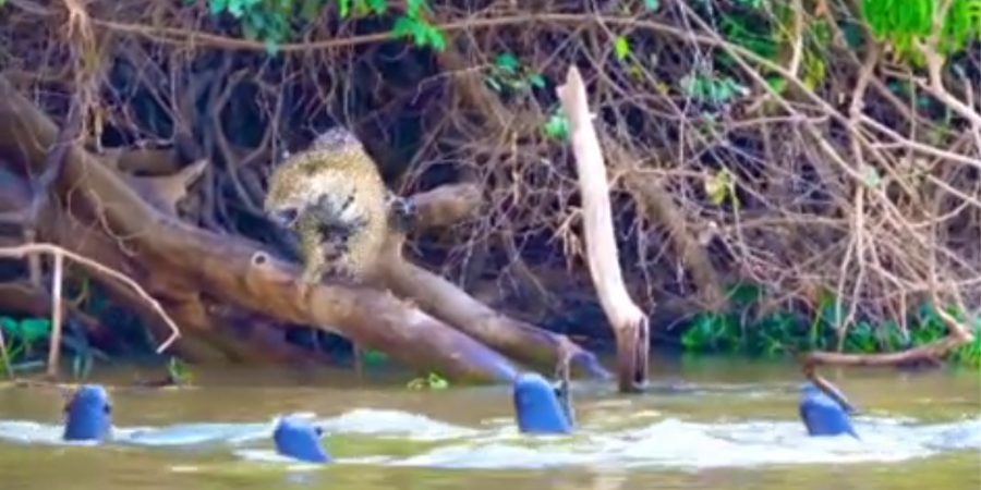 Vídeo : Onça fica encurralada por ariranhas galerosas e foge zimpada!