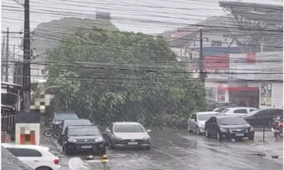 Árvore tomba e bloqueia trânsito no Centro de Manaus / Foto : Agentes do IMMU