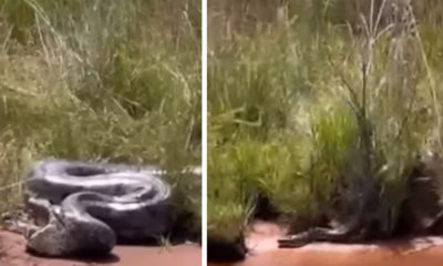 Vídeo : Sucuri canibal vomita outra sucuri que sai viva e foge pelo rio