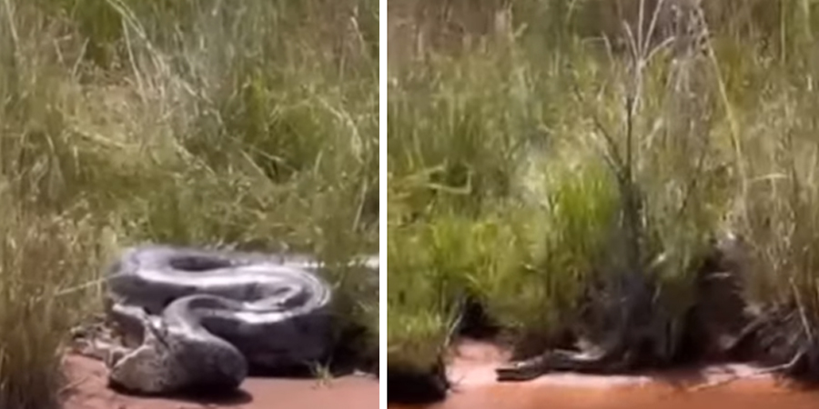 Vídeo : Sucuri canibal vomita outra sucuri que sai viva e foge pelo rio