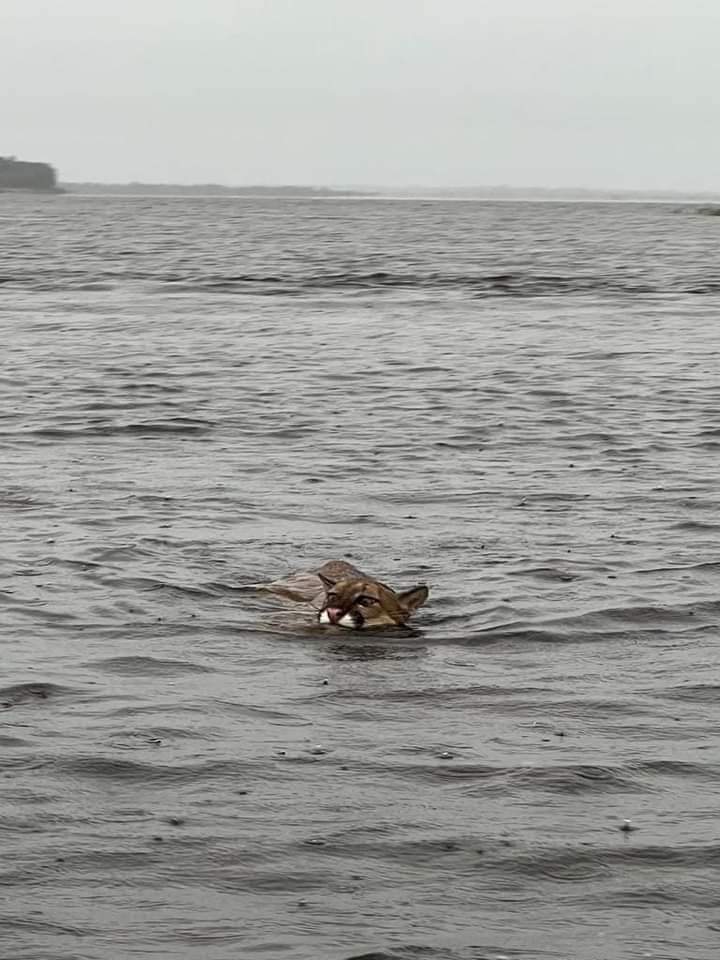 Onça-Parda nadando de boas em Silves / Foto : CassioBeckam