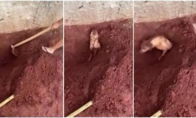 Vídeo: Idosa enterra cachorro vivo por não suportar os latidos