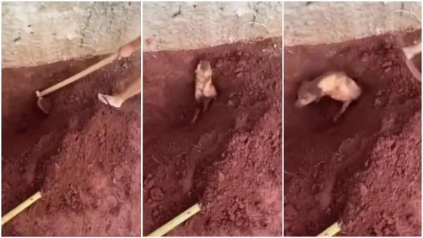 Vídeo: Idosa enterra cachorro vivo por não suportar os latidos