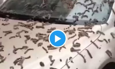 Vídeo mostra uma chuva de vermes inundando as ruas da China!