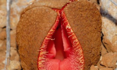 A planta Hydnora usa sua boca carnuda e cheia de dentes para atrair seu alimento!