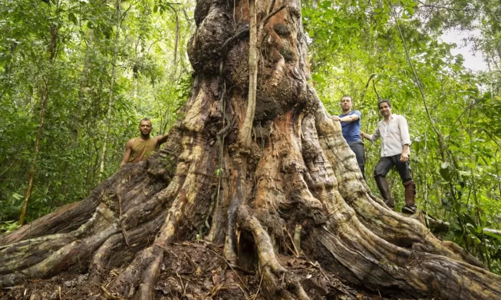 O pau-brasil de mais de 600 anos rodeado pelo guia, Uanderson, à esquerda, e Alex e Ricardo, à direita. Foto: Cássio Vasconcelos