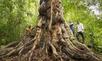 O pau-brasil de mais de 600 anos rodeado pelo guia, Uanderson, à esquerda, e Alex e Ricardo, à direita. Foto: Cássio Vasconcelos