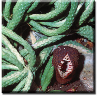 A planta Hydnora usa sua boca carnuda e cheia de dentes para atrair seu alimento!
