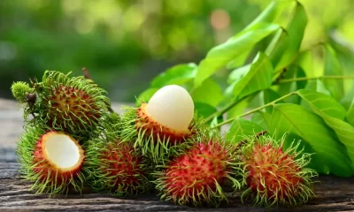 Rambutã : Conheça os benefícios dessa fruta deliciosa!