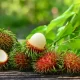 Rambutã : Conheça os benefícios dessa fruta deliciosa!