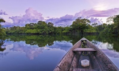 7 curiosidades maravilhosas sobre os seres da Floresta Amazônica! : Rio Amazonas