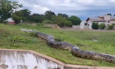 Vídeo mostra anaconda maceta passeando próximo a residências!