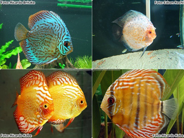 Acará Discos são considerados os reis dos aquários / Foto : Divulgação