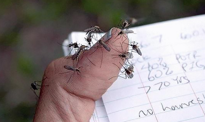 Saiba quais são os 10 insetos mais perigosos do mundo!