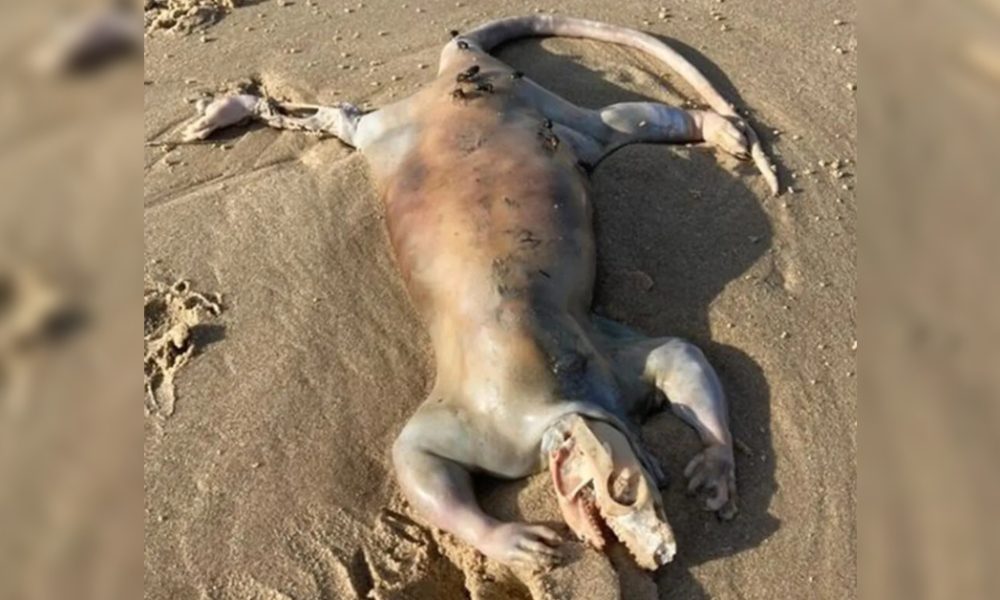 Criatura ‘alienígena’ em praia da Austrália pode ter sido identificado