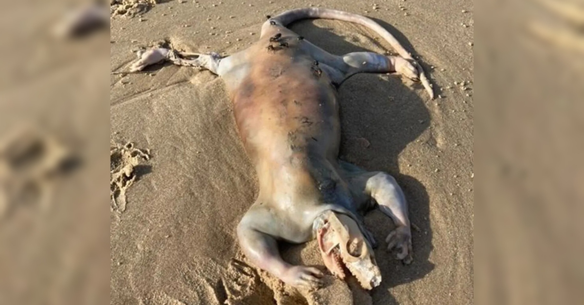 Criatura ‘alienígena’ em praia da Austrália pode ter sido identificado