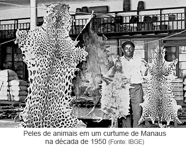 Peles de Animais em Curtume de Manaus na década de 1950 / Fonte : IBGE