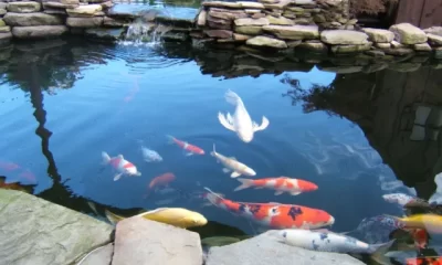 Vídeo : Peixe com cara humana viraliza!