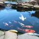 Vídeo : Peixe com cara humana viraliza!