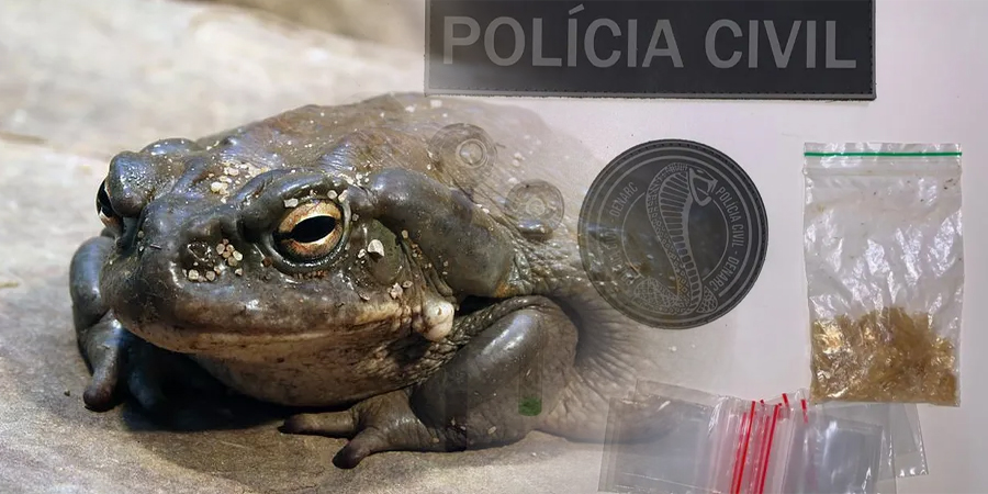 Substância alucinógena extraída de sapo é apreendida com líder religioso (Foto: Reprodução/ PCGO)