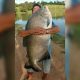 Pescador pega tambaqui de 55 kg em lago!