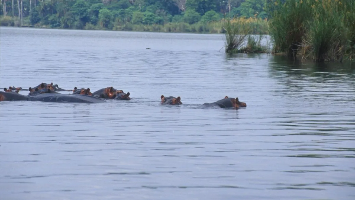 7 pessoas morreram após um hipopótamo revirar o barco que elas estavam e caírem em rio insfestado de crocodilos!