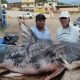 Pescadores pegam piraíba de mais de 200 kg e tamanho assusta!