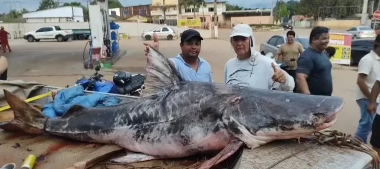 Pescadores pegam piraíba de mais de 200 kg e tamanho assusta!