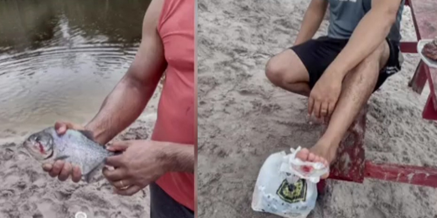 Dia do Trabalhador tem registro de ataque de piranhas em balneário em Manaus! Pelo menos 8 pessoas atacadas!