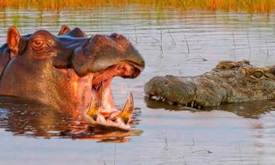 7 pessoas morreram após um hipopótamo revirar o barco que elas estavam e caírem em rio insfestado de crocodilos!