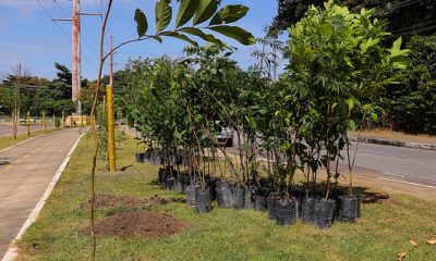 Nesta sexta (5) foram plantadas mais 230 mudas em Manaus como medida de compensação ambiental / Foto – João Viana / Semcom