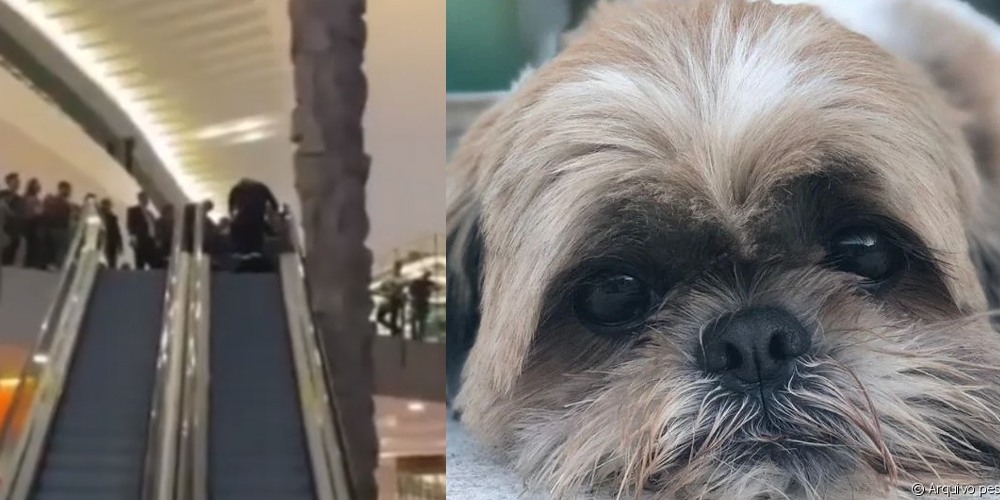 Cachorro prende a pata em escada rolante em Shopping de Manaus