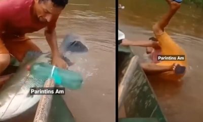 Vídeo : Tambaqui porrudo pesca pescador em Parintins e o arrasta pra dentro d'água