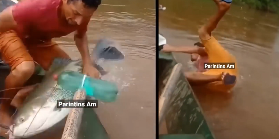 Vídeo : Tambaqui porrudo pesca pescador em Parintins e o arrasta pra dentro d'água