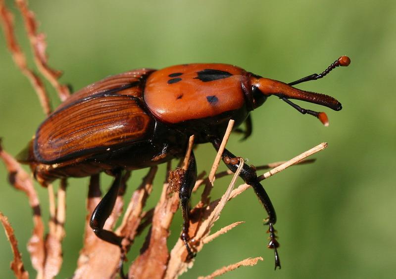 Escaravelho da Palmeira – (Rhynchophorus ferrugineus)