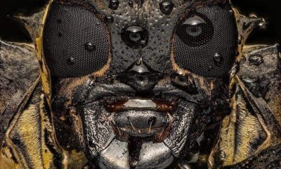 Uma macrofotografia do rosto de um besouro de chifre longo. Incrível!