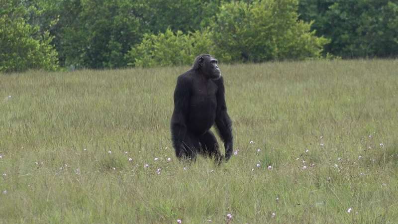 Chimpanzé macho adulto no Parque Nacional de Loango, no Gabão. Os gorilas do parque são menos estudados e menos fotografados. Crédito da imagem: © LCP, Tobias Deschner