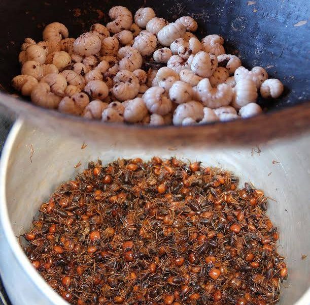 Conheça essas duas delícias da culinária indígena : Muchíua e Formiga Maniwara